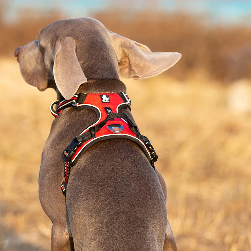 Reflective Nylon Dog Harness