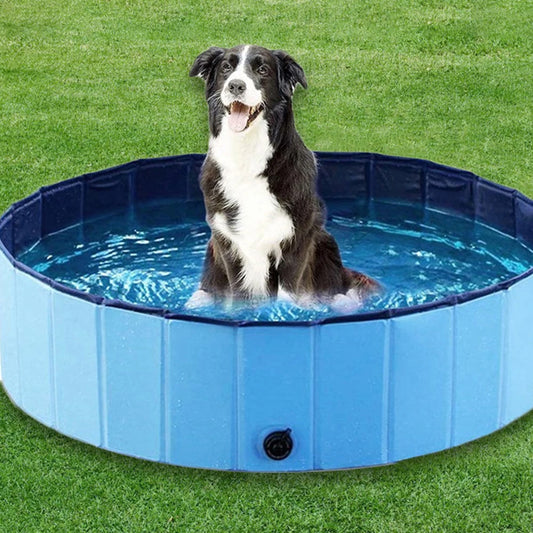 Dog Swimming Pool