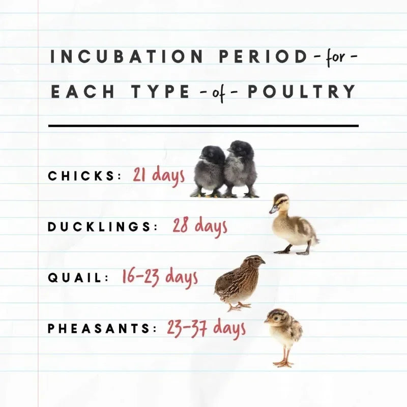 Nurture Right Egg Incubator for Hatching Chicks - Holds 22 Eggs - Automatic Egg Turner with Temperature and Humidity