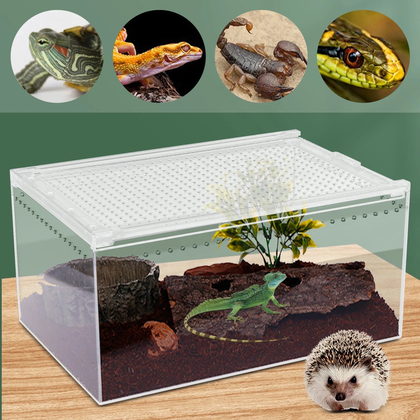 Terrarium Cage for Insect Tarantulas Amphibian